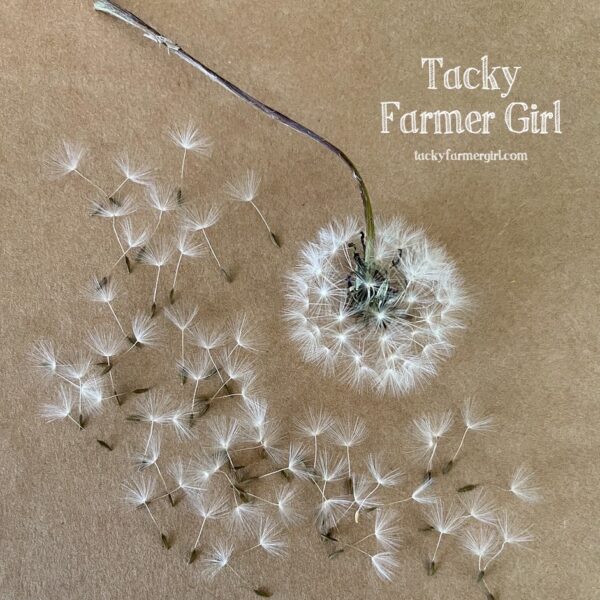 Dandelion Seeds with Wisps, for Growing & Planting, Crafting