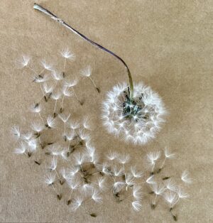 Dandelion Seeds with Wisps, for Growing & Planting, Crafting