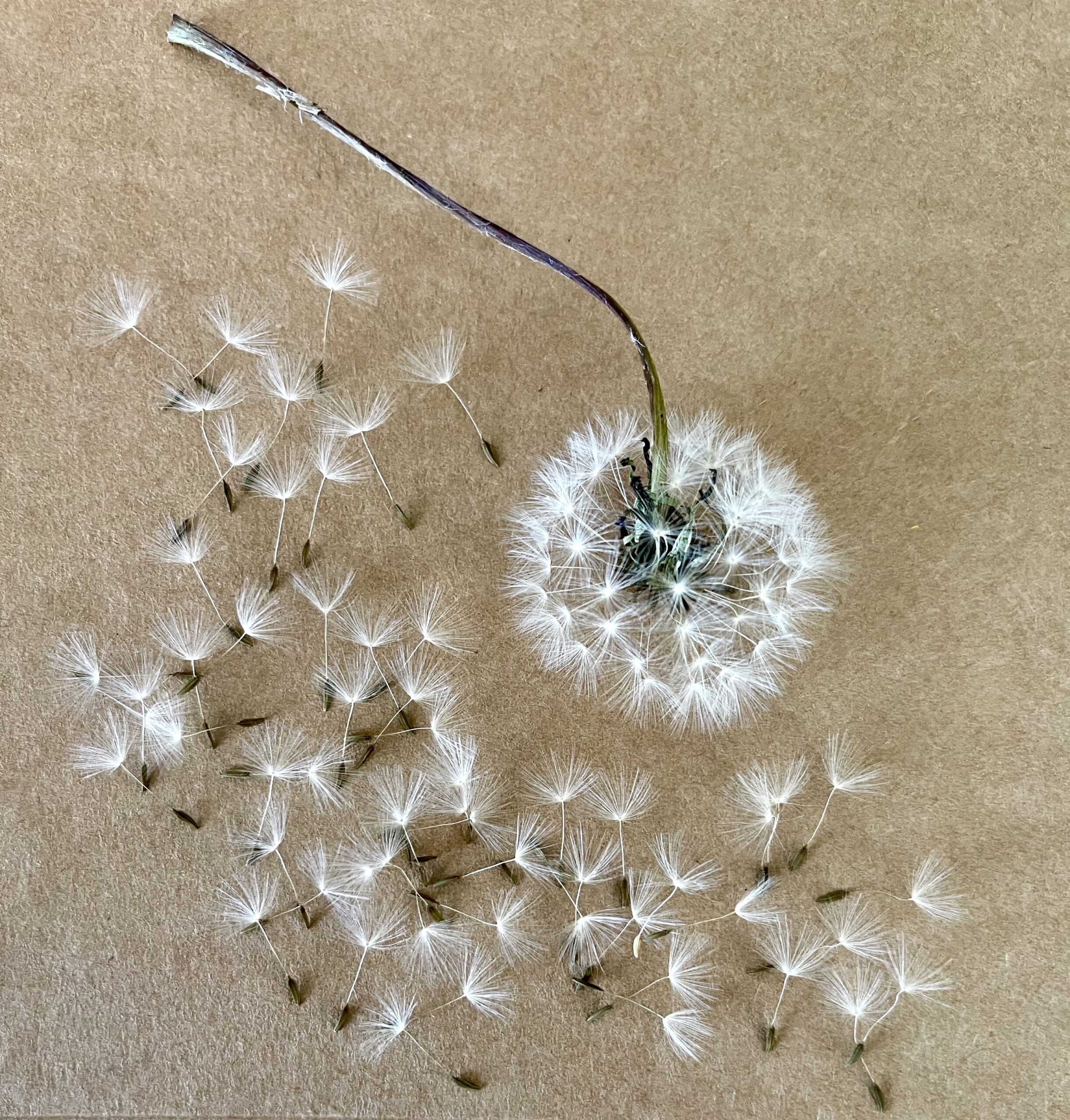 Dandelion Seeds with Wisps, for Growing & Planting, Crafting